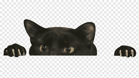 Мемы с котами на прозрачном фоне