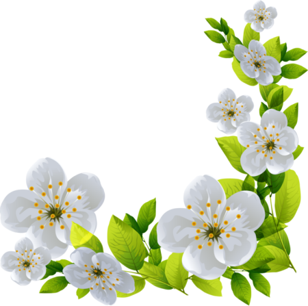 Яблоня цветет на белом фоне