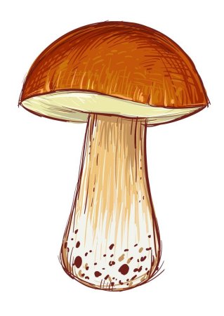 Белый гриб рисунок
