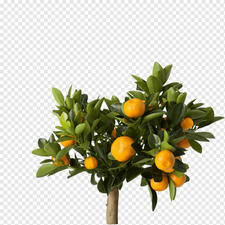 Икеа мандариновое дерево