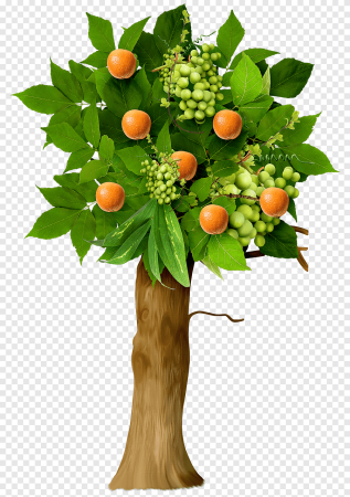 Фруктовые деревья для детей