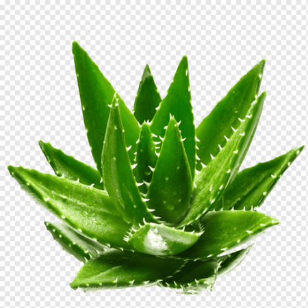 Real Green алоэ