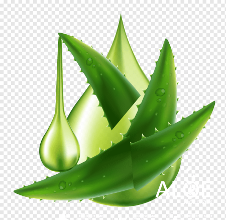 Алоэ Aloe вектор