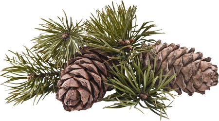 Cedrus l. – кедр шишка