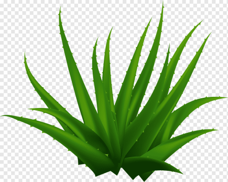 Алоэ Aloe вектор