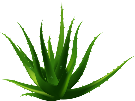 Aloe Vera куст