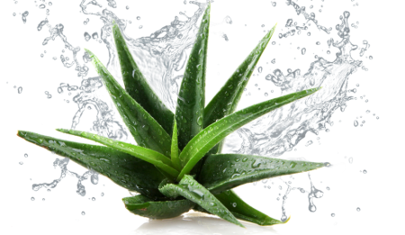 Aloe Vera Water
