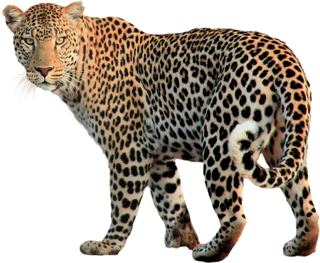 Клипарт леопард (49 фото)