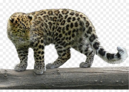 Леопард снежный Барс Ягуар