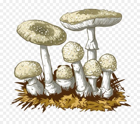Бледная поганка мультяшная