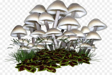 Гриб поганка на белом фоне