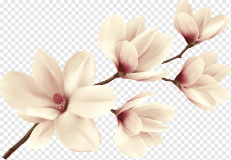 Ветка магнолии на белом фоне