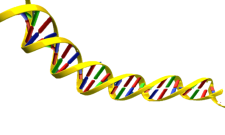 DNA Double Helix