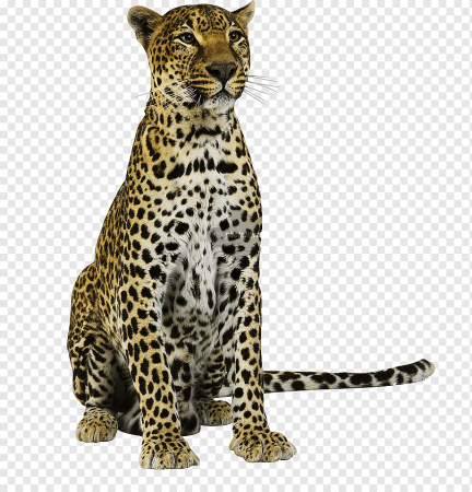Cheetah на белом фоне