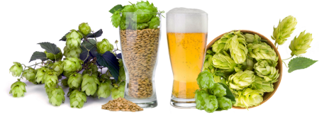 Хмель без фона