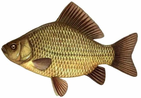 Карась обыкновенный Carassius Carassius