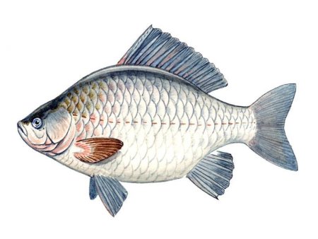 Carassius auratus gibelio