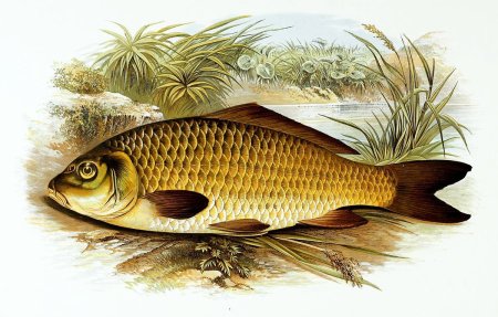 Сазан (Cyprinus Carpio)