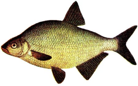 Abramis brama
