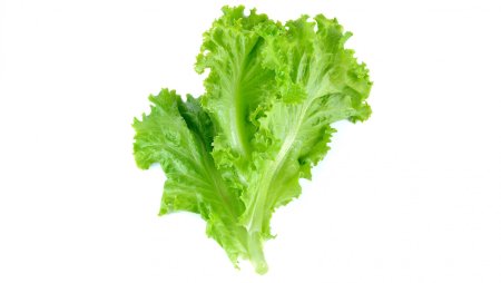 Листья салата на белом фоне