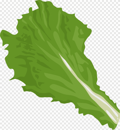 Нарисованный лист салата