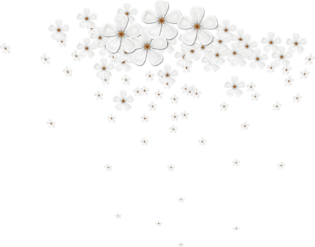 Белые цветы на прозрачном фоне