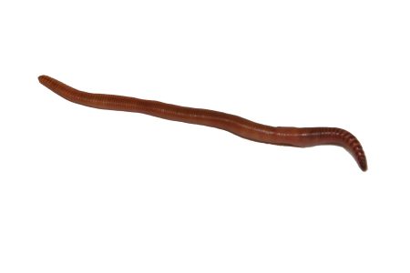 Worms черви