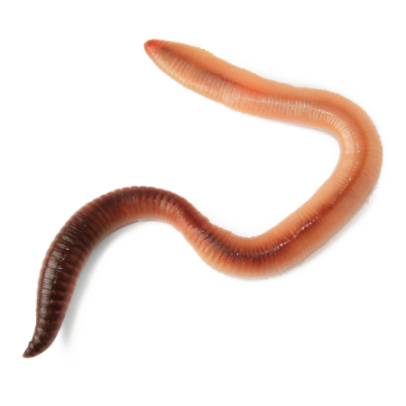 Worms черви