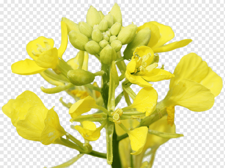 Сурепка Camelina