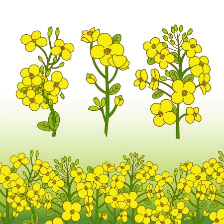 Sinapis Alba горчица белая