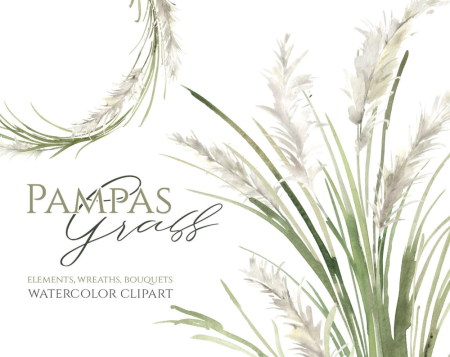 Pampas grass акварель