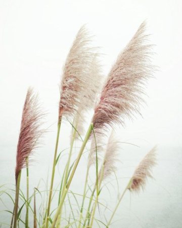 Пампасная трава клипарт (44 фото)