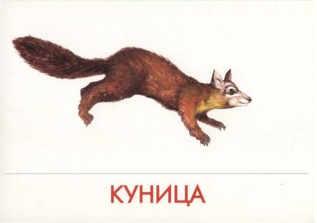 Соболь бежит