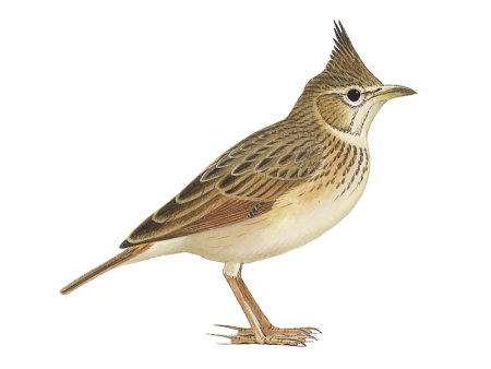Жаворонок хохлатый на белом фоне