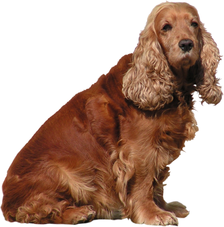 Роял кокер спаниель