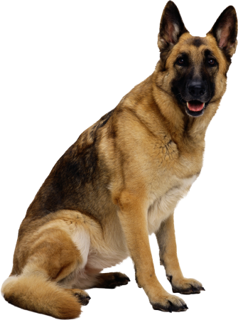 Собака German Shepherd