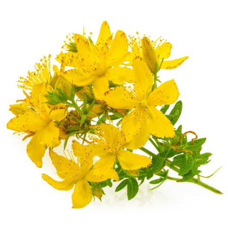 Зверобой продырявленный Hypericum perforatum l.
