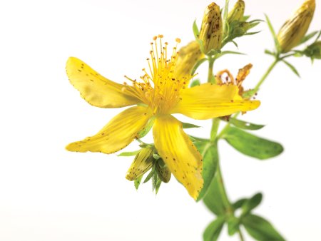 Зверобой (Hypericum perforatum) на белом фоне