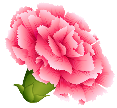 Carnation вектор