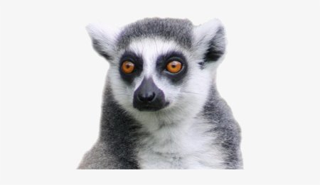 Кошачий лемур Schleich 14827