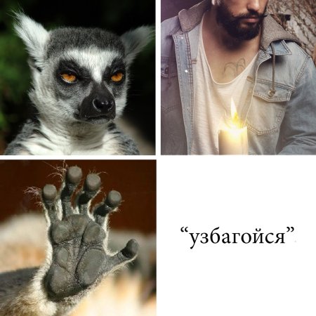 Ленивец узбагойся