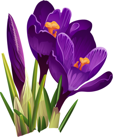 Крокусы на прозрачном фоне