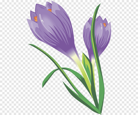 Крокус флавус Шафран PNG