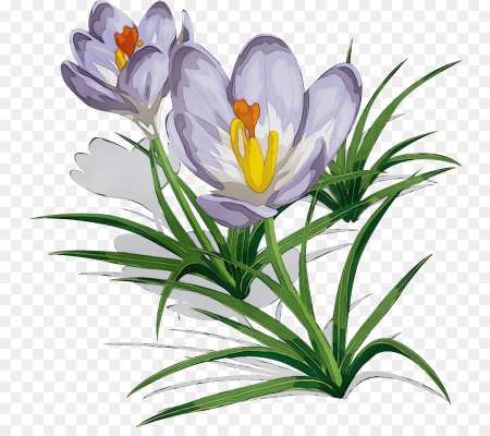 Крокус флавус Шафран PNG
