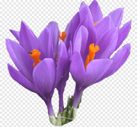 Saffron Flower