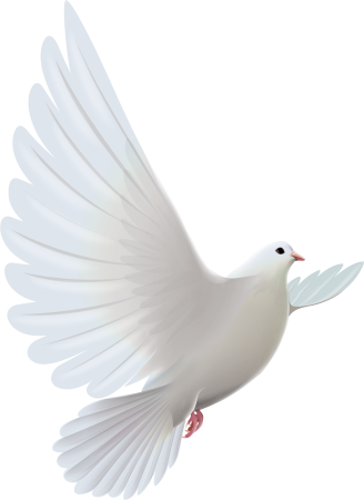 Белая птица