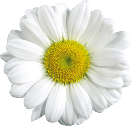 Camomile Ромашка