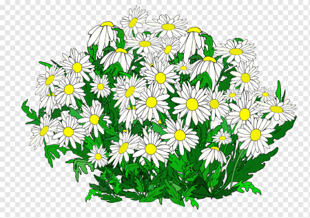 Маленькие ромашки на прозрачном фоне