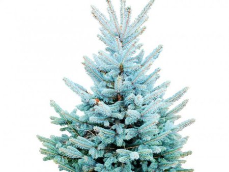 Polygroup ель carroline зеленая 2.28