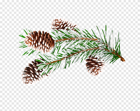 Ветка елки с шишками